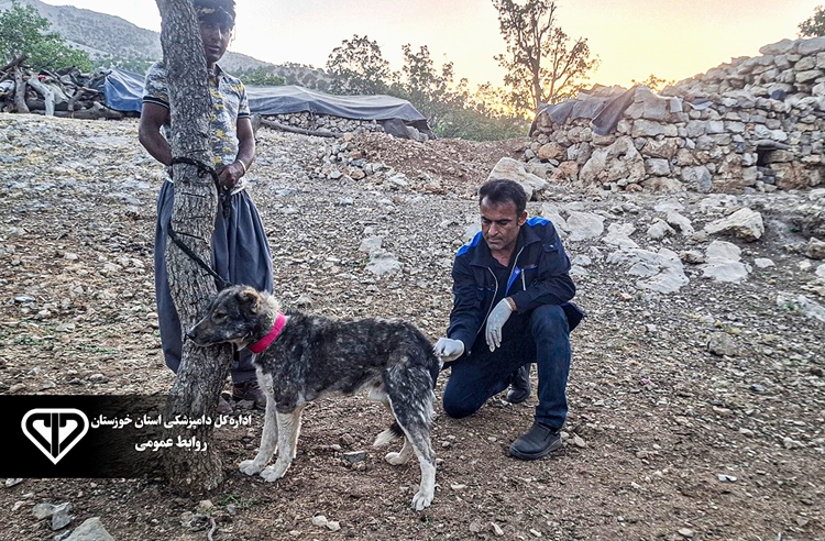 واکسیناسیون بیش از 3 هزار قلاده سگ صاحبدار شهرستان اندیکا علیه بیماری هاری
